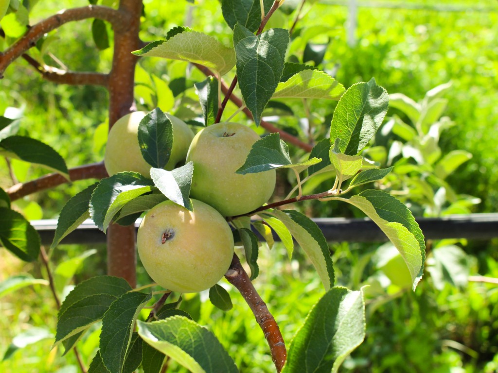 Chelan Fresh Cherry Tour #tourchelancherries via RDelicious Kitchen @rdkitchen