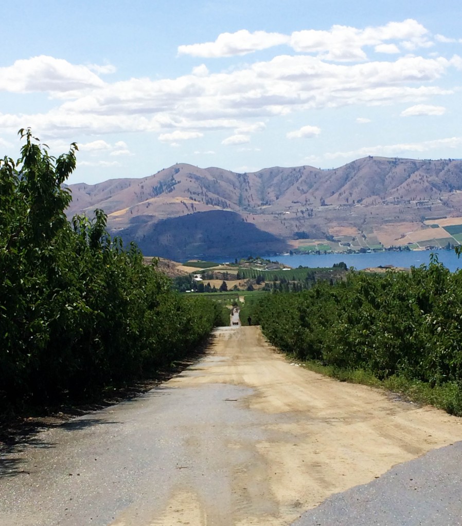 Chelan Fresh Cherry Tour #tourchelancherries via RDelicious Kitchen @rdkitchen