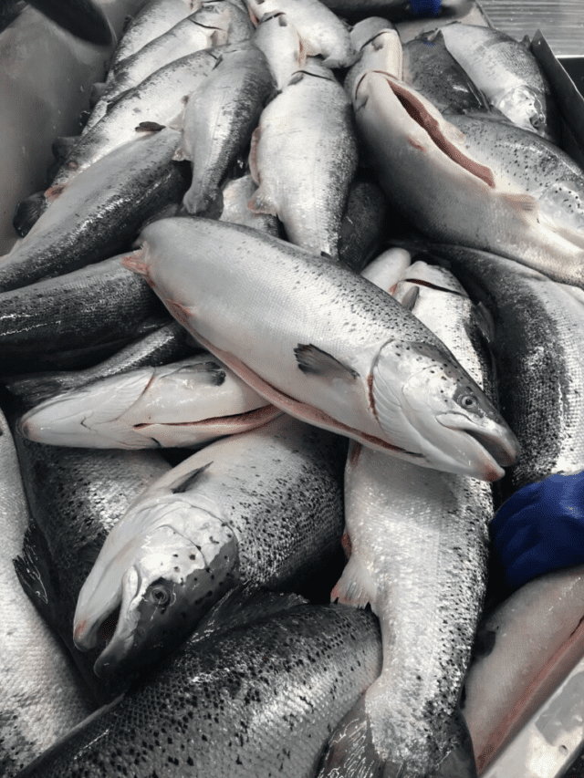 The Truth About Norwegian Farm-Raised Salmon Story